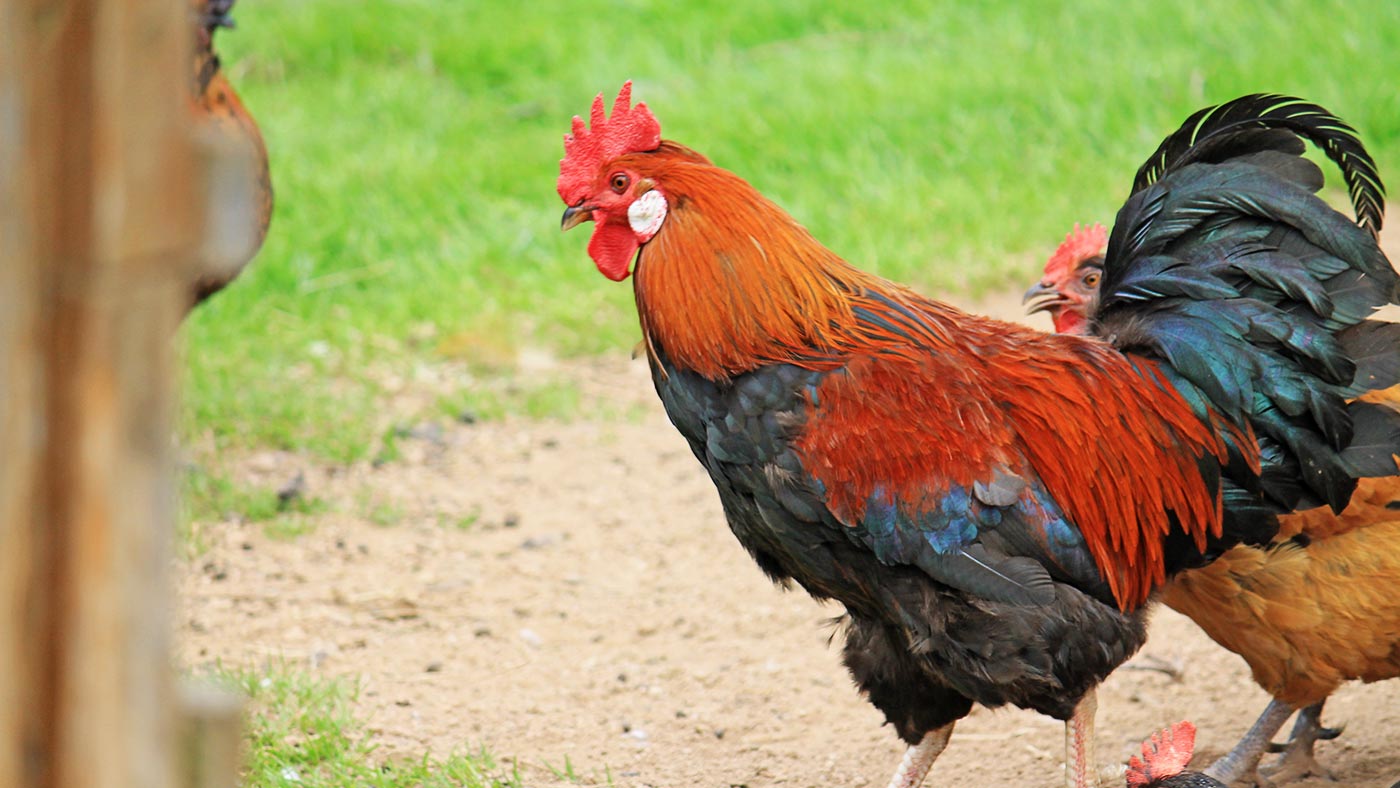 Ferienwohnungen Hahn Überlingen