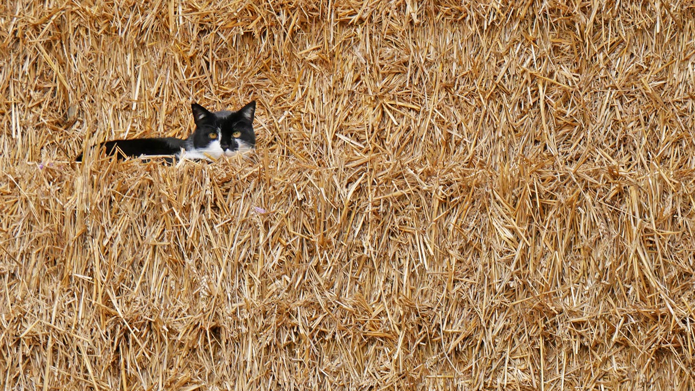 Ferienwohnungen Hahn Überlingen