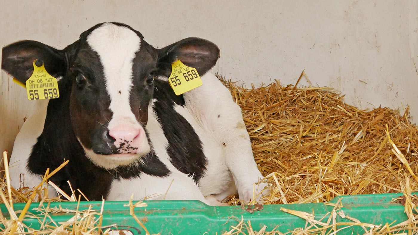 Ferienwohnungen Hahn Überlingen